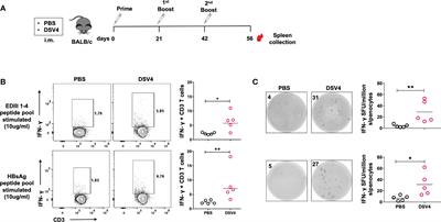 Cellular T-cell immune response profiling by tetravalent dengue subunit vaccine (DSV4) candidate in mice